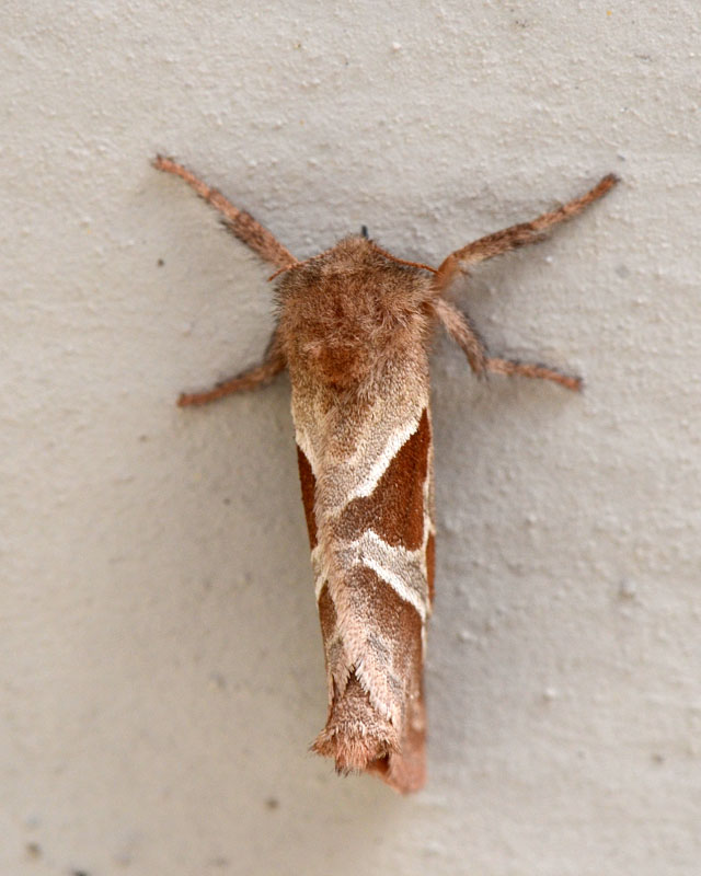 Hepialidae Triodia sylvina ?